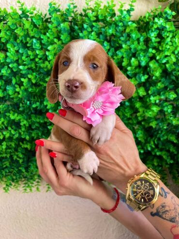 Psi: Odgajivacnica pasa "Happy Puppies" ima u ponudi prelepe stence mini — 4