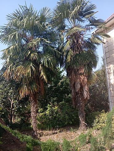 mal dili bitkisinin faydaları: Heyeden sokulub götürülmeyi tamamen alıcıya mexsusdu Dekorativ palma — 1