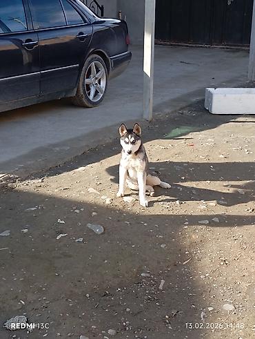 husky balası: Xaski — 1