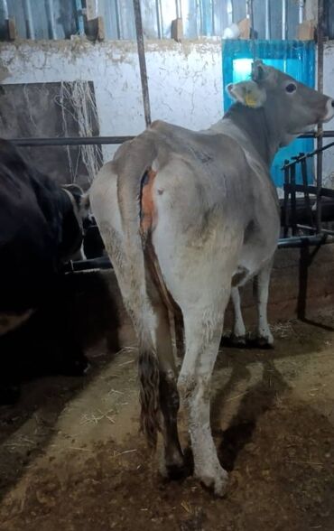 продам домик для кошки: Продаю | Корова (самка) | Для разведения, Для молока