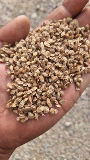 семена расторопши: Эспорцет уроон 115 сомдон