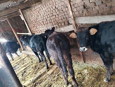 Коровы, быки: Продаю | Бык (самец), Тёлка | Ангус, Алатауская | На откорм, На забой, Для разведения | Искусственник at lalafo.kg — 2 Коровы, быки: Продаю | Бык (самец), Тёлка | Ангус, Алатауская | На откорм, На забой, Для разведения | Искусственник — 2