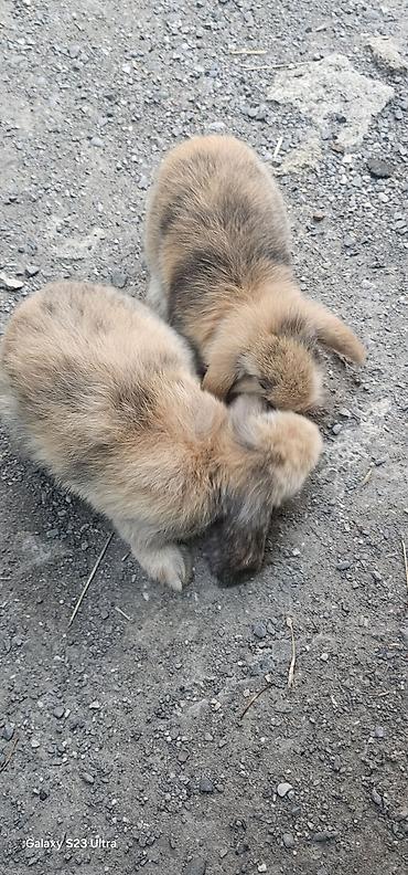 ucuz heyvanlar: Mini lop dovşanları salağ qulağlar satılır bir cütü 75 m 1 dişi 1 — 2
