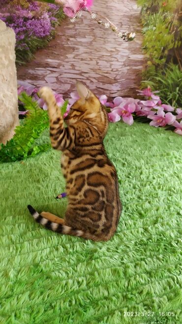 Продажа кошек: Друзья!! Проф питомник Бен Гла Мур Предлагает Шикарных элитных — 17