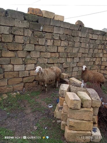 Qoyunlar, qoçlar: 3 qoyun 1 quzu satılır biri ana baladir dişi bala ilə kom 1.150 — 9