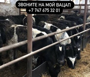 продаю дойная корова: Продаю | Корова (самка), Бык (самец), Тёлка | Полукровка, Ангус, Герефорд | На откорм, На забой, Для разведения | Племенные, Осеменитель, Стельные