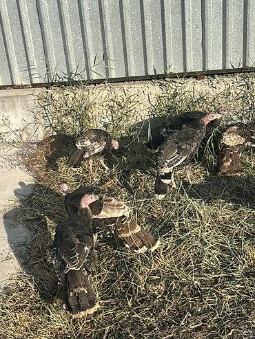 А/ч жаныбарларын сатам: Сатам | Ургаачы күрп (ургаачы), Эркек күрп, Балапан күрп | Аргын, Кара ханзаада, Түндүк Кавказ | Союуга, Көбөйтүү үчүн — 8