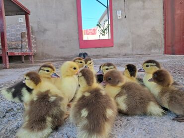 Ördəklər: Dişi, | Lal ördək, Damazlıq, Ünvandan götürmə