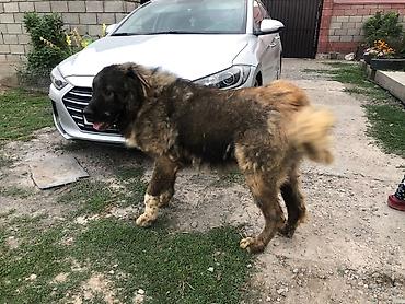 Үй жаныбарлары: СРОЧНО! Продаётся кавказская овчарка, кобель, 5 лет. Есть родословная — 2