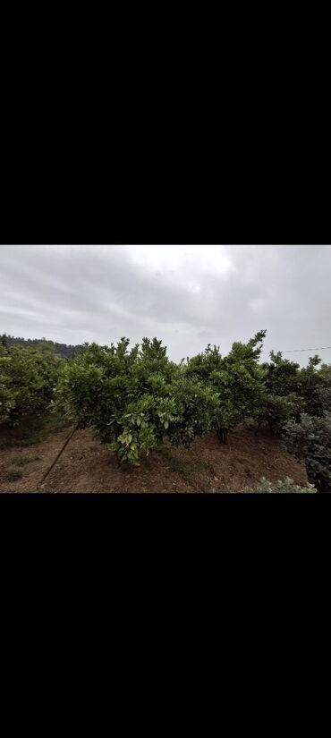 Torpaq sahələrinin satışı: 15 sot, Mülkiyyətçi, Kupça (Çıxarış) -da lalafo.az — 10 Torpaq sahələrinin satışı: 15 sot, Mülkiyyətçi, Kupça (Çıxarış) — 10