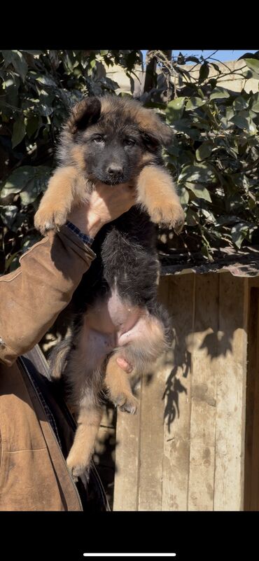 İtlər: Alman çoban iti, 3 ay, Erkek, Peyvəndli — 10