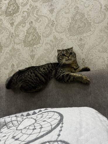 веслоухий кошка: Шотландская вислоухая кошка (Scottish Fold) стерилизована. В комплекте