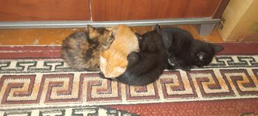 бенгальская кошка домашняя: Кошка даром: Беспородная, 2 месяца, Девочка, Приучена к лотку