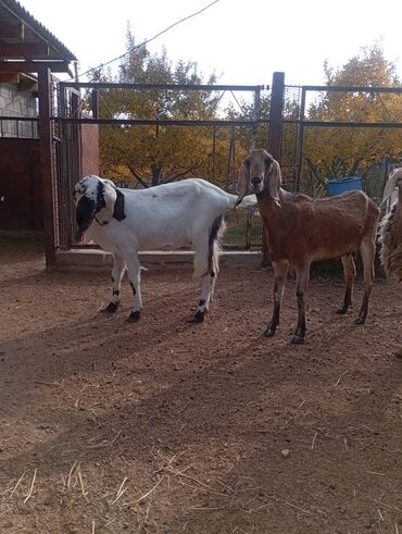 Козы, козлы: Продаю | Коза (самка), Козёл (самец), Козлёнок | Камори | Для разведения | Племенные at lalafo.kg — 4 Козы, козлы: Продаю | Коза (самка), Козёл (самец), Козлёнок | Камори | Для разведения | Племенные — 4