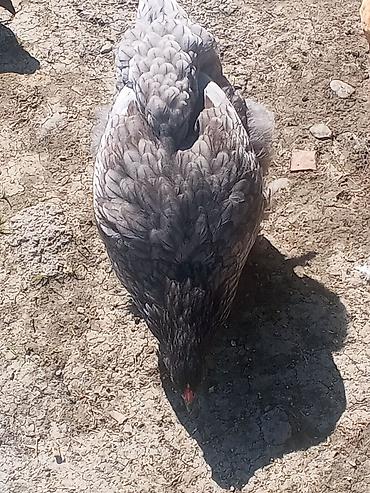 ən gozəl itlər: Boz rəng çalarında, lələkləri sıx və parlaq olan toyuq. Gövdə iri — 2