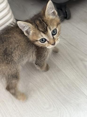 Продажа кошек: Котёнок, полосатый табби.
Отдам в хорошие руки — 1