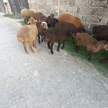 Quzu: Salam hervaxdız xeyir saxlamlıq quzularm cxdı satqa isdiyen elaqe — 17