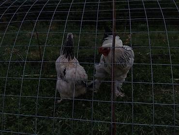 кошка регдолл: Продаю | Куры | Брама | Для разведения — 5