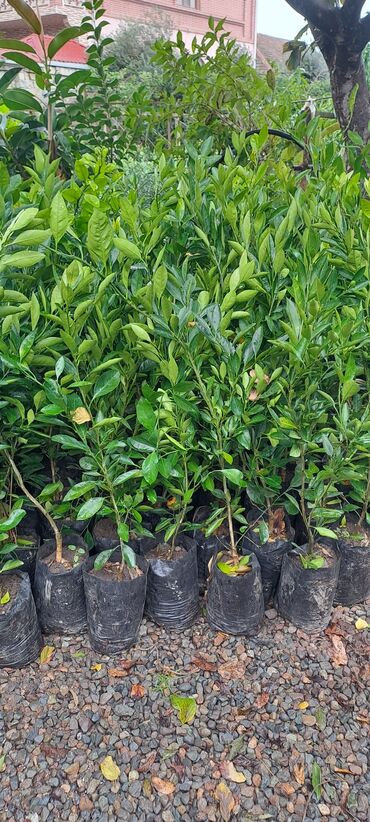 жалюзи в баку цены: Mandarin ağacları.Dibçeklerde.Sifarişləri Bakı ve bölgelere