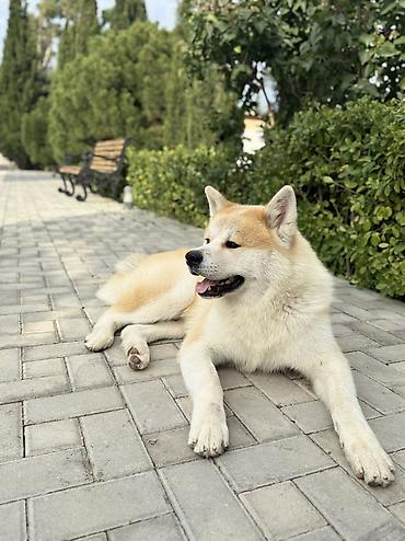 akita iti satilir: Akita-inu, 2 il, Erkək, Cütləşmə üçün, Pulsuz çatdırılma — 2