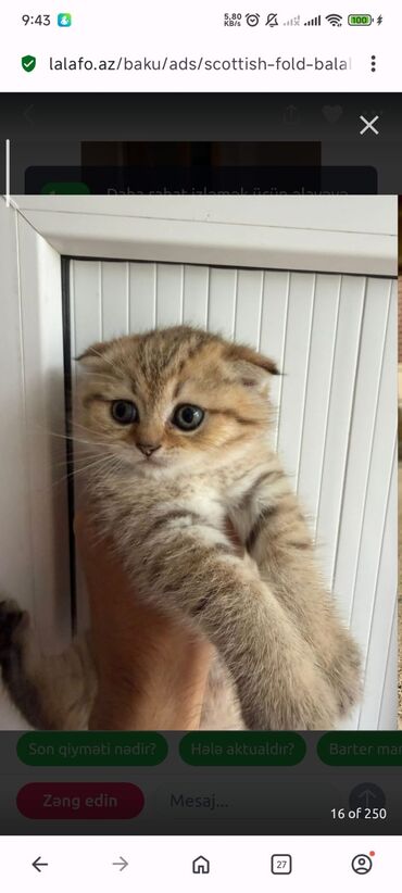 Pişiklər: Britan yastı qulaq, Erkək, Dişi, Yaxşı əllərə, Ünvandan götürmə, Pulsuz çatdırılma, Ödənişli çatdırılma — 34