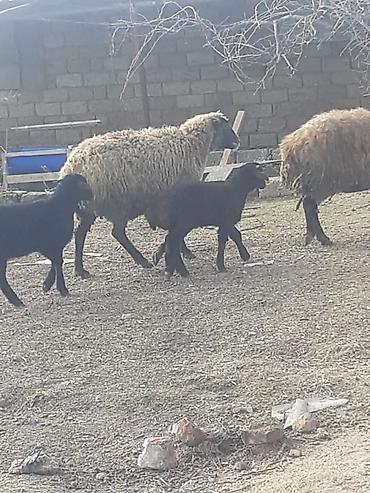Qoyunlar, qoçlar: Salam 10 ana 10 bala balalar 2 aylıqdı analarda bordag heyvanlardı — 8