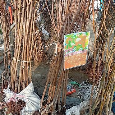 Яблоня: Саженцы плодовых культур — ассортимент сортов Предлагаются саженцы — 12