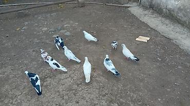 ləpə: 070 730 63 70 — 8