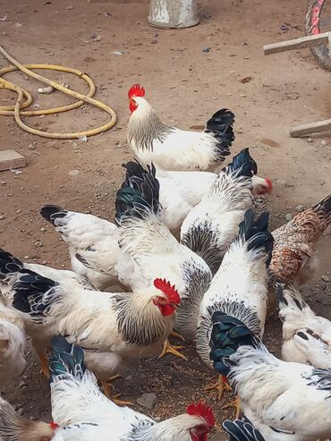 продажа щенков немецкой овчарки в бишкеке с документами: Продаю | Куры | Для разведения