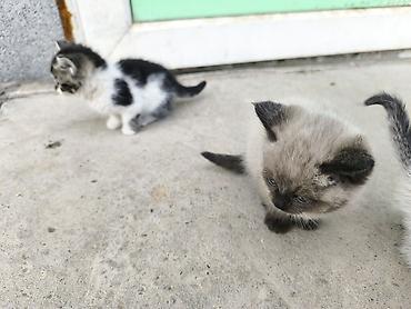 Кошка даром: Беспородная, 1 месяц, Девочка at lalafo.kg Кошка даром: Беспородная, 1 месяц, Девочка
