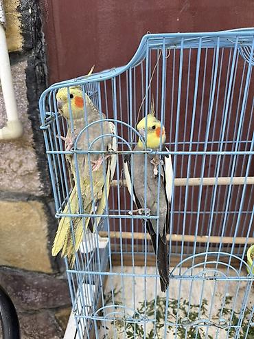 Qəfəslər: Nimfa (Cockatiel) cütlüyü + qəfəs - Növ: Nimfa papağanı (Cockatiel) — 2