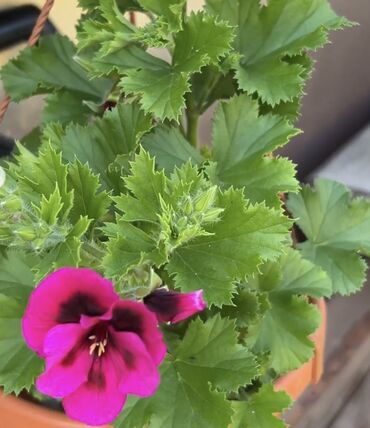 Xəritələr: Pelargonia 8 azn satilir