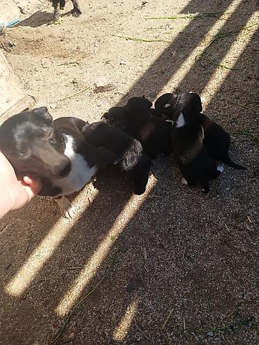 İtlər: Zvanok it balaları — 9