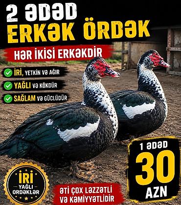 ordek şekli: Məhsul: 2 ədəd erkək ördək (hər ikisi erkək) Xüsusiyyətlər: - İri — 1