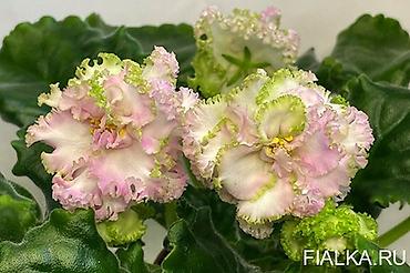 Фиалки и глоксинии: 🌱🌺🌱 Продаю сортовые ДЕТКИ стандартных, трейлерныхмини и полумини — 6