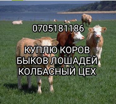 купить скот: Куплю | Коровы, быки, Лошади, кони | Круглосуточно, Любое состояние, Забитый