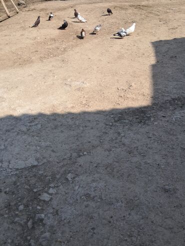 danişan quş: Göyərçinlər