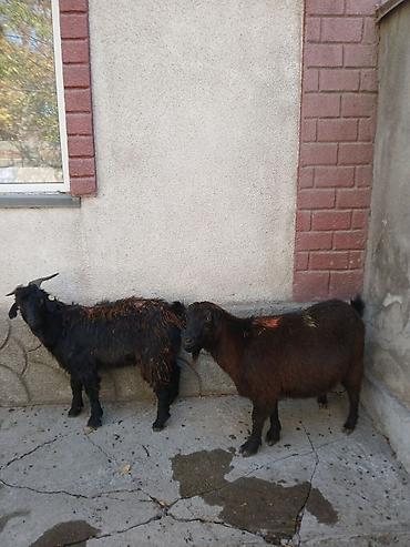Продам с/х животных: Продаю | Козлёнок | Полукровка | На забой | Племенные — 8