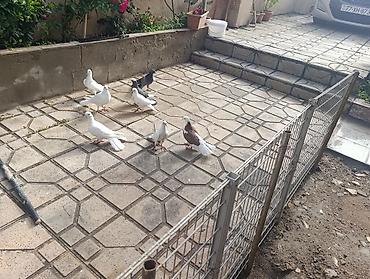 Quşlar: Ev göyərçinləri – müxtəlif rəng və naxışlarda xalça, ağ, qara-ağ — 5