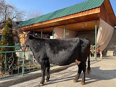 Коровы, быки: Продаю | Корова (самка) | Для молока | Привязанные at lalafo.kg — 2 Коровы, быки: Продаю | Корова (самка) | Для молока | Привязанные — 2