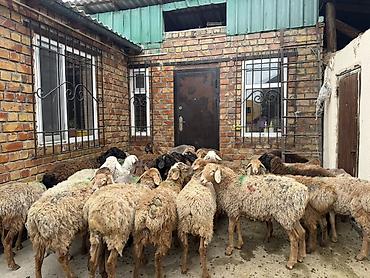 Баран, овца: Продаю | Баран (самец) | Для разведения — 2
