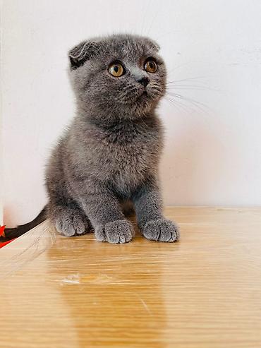 Pişiklər: Şotland yastı qulaq, Erkək, Dişi, Yaxşı əllərə, Ünvandan götürmə, Pulsuz çatdırılma, Ödənişli çatdırılma — 6