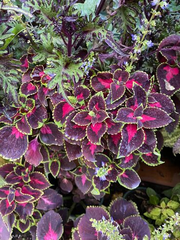 Другие виды семян и саженцев: Колеусы есть в стаканчиках и большие — 17