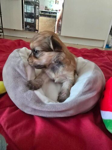 Psi: Štenci havanskog bišona šampionskog porekla iz registrovane — 3