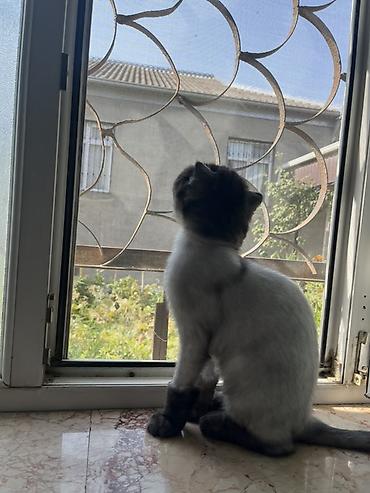pişik şəkilləri profil üçün: Şotland yastı qulaq — 1