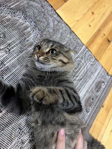 cins ineklerin satisi 2019: Tabbi, Erkək