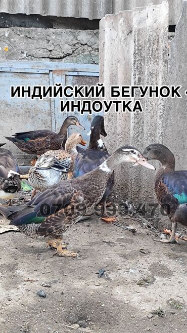 митис кой: Продам два самца Индийских бегунков! Возраст 1 год! Оптом будет