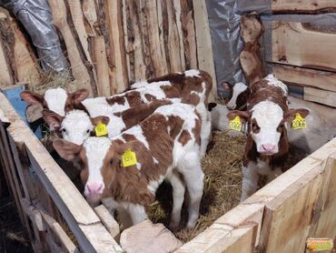 продаю музоо торпок корова самка бык самец айрширская ангус алатауская на забой для разведения на откорм племенные нетель привязанные: Сатам | Бука (эркек), Уй (ургаачы), Музоо | Абердин-ангус, Айршир, Алатоолук | Сүт алуу үчүн, Көбөйтүү үчүн, Союуга | Жасалма уруктандырылган, Кысыр, Кунажын