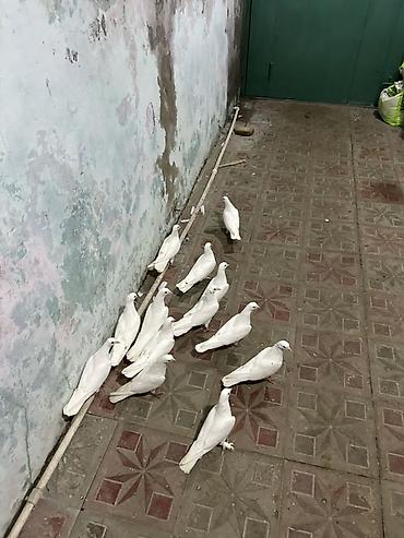 quş bazarı: Hamsi az quyrg tutulma heyvanlardi — 4
