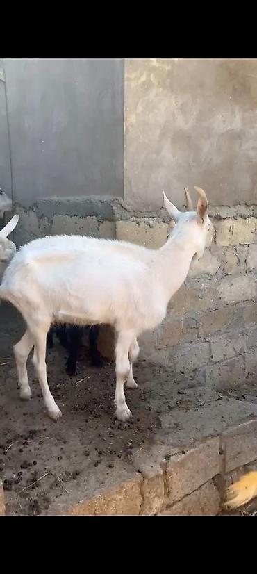 keci heyvan: Ağ rəngli, buynuzlu süd keçisi - Cins: süd istiqamətli yerli keçi - — 4